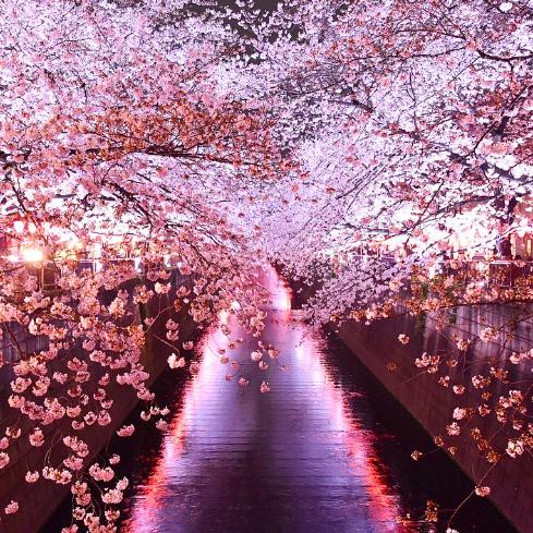 Japan Cherry Blossom Forecast: The cherry blossom season will begin on ...