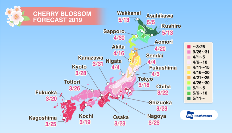 Japan Cherry Blossom Forecast: The cherry blossom season will begin on ...