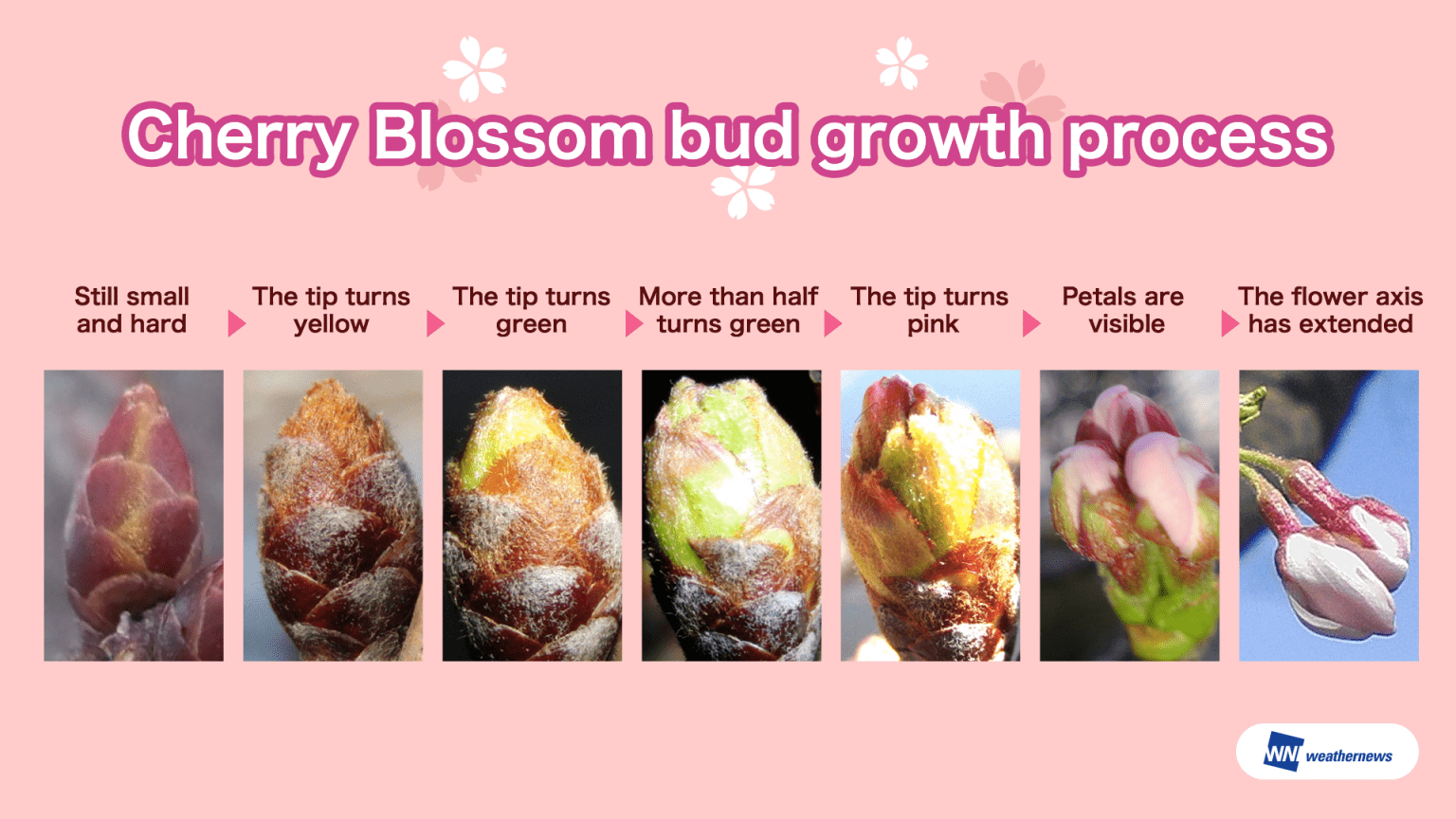 Cherry Blossom Forecast 2020 in Japan Weathernews Inc.